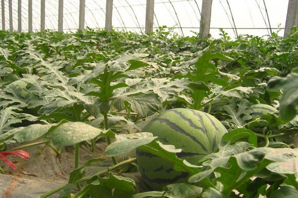 大棚西瓜种植技术视频