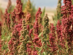 藜麦种植条件（对土地的要求）,中国适合藜麦种