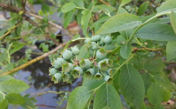 蓝莓种植技术和管理方法 蓝莓种植条件