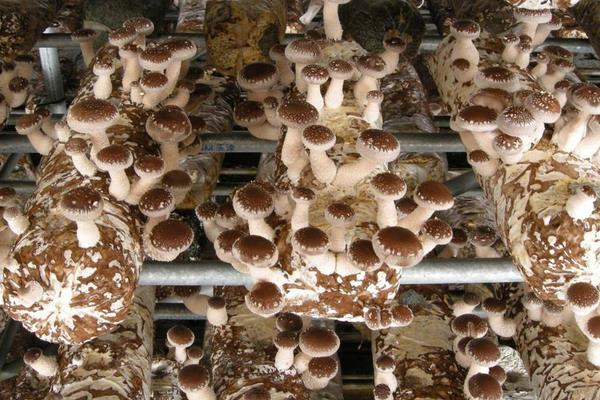 香菇最新科学种植技术，各环节均有，超详细超全面