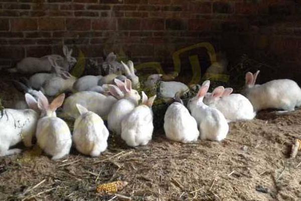 养殖兔子的技术