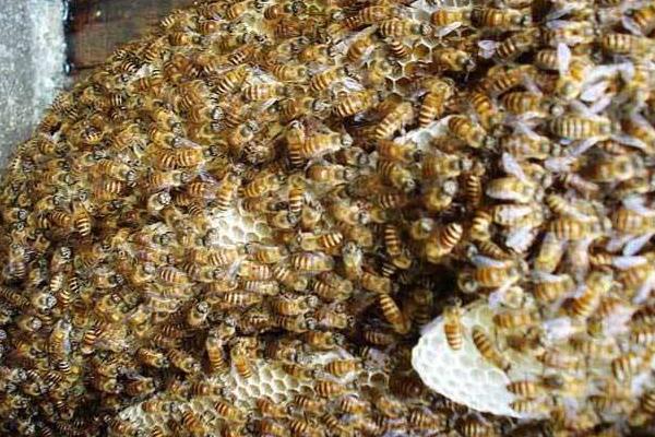 养蜂证怎么办理