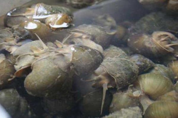 水泥池、土池养殖田螺的经验