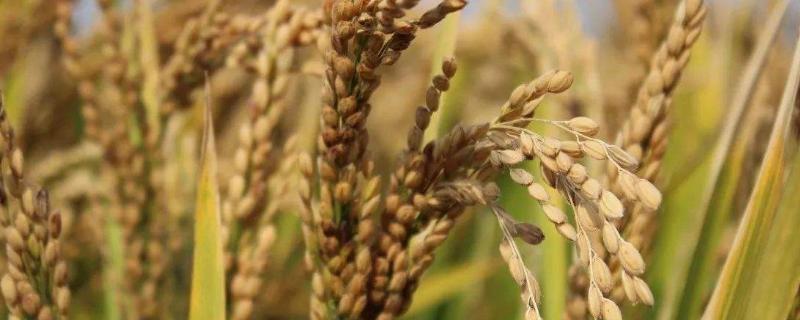 水稻打叶面肥时机，多高温度下使用？