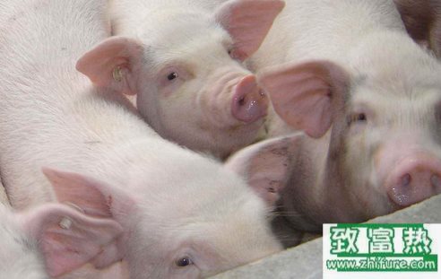 细算养一头猪的饲养面积和饲养管理方法你知道多少？