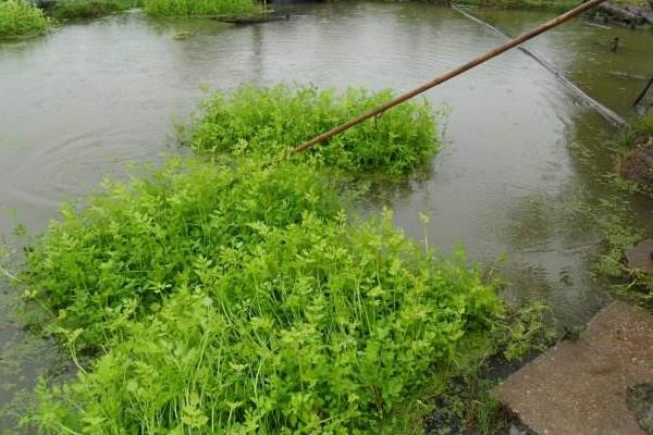 水芹菜池塘种植技术，生态浮床种植水芹