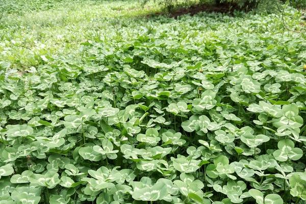 2018种苜蓿草赚钱吗？苜蓿草种植的利润与投资成本及前景预测