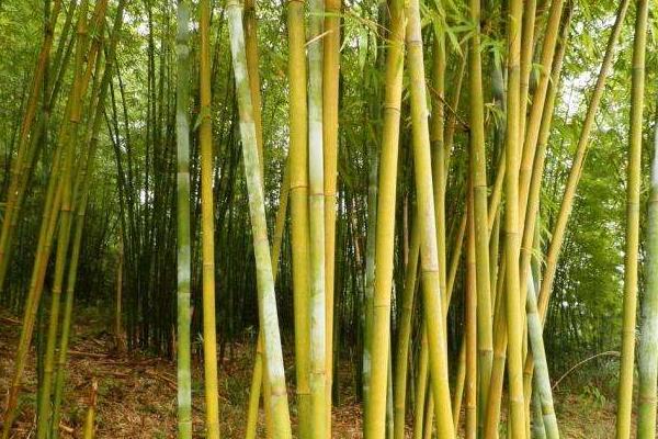 竹子怎么种 竹子种植方法与注意事项