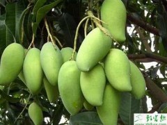种芒果之年芒果栽培技术要领
