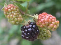 黑莓水果市场价格多少钱一斤,黑莓和蓝莓的区别