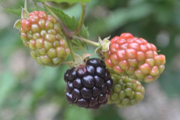 黑莓水果市场价格多少钱一斤 黑莓和蓝莓的区别是什么