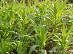 2018种莴笋赚钱吗?莴笋种植的利润与投资成本及前