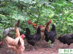 山地大棚养殖土鸡的经验