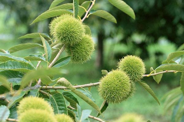 2018种板栗赚钱吗？板栗种植的利润与投资成本及前景预测