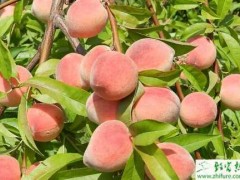 种桃树炭疽病的防治