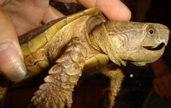 鹰嘴龟市场价格多少钱一只 鹰嘴龟是几级保护动物