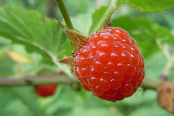 4种方法来种植树莓