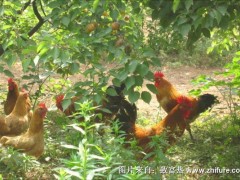 林下养鸡技术实施方案