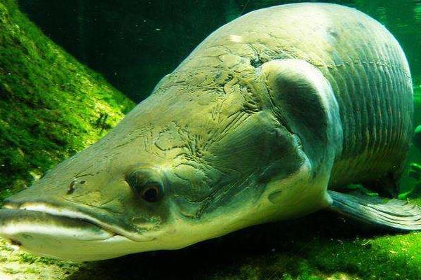 巨骨舌鱼苗市场价格多少钱一条 巨骨舌鱼能不能食用