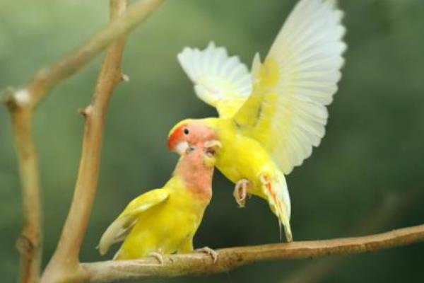 黄桃鹦鹉市场价格多少钱一只 黄桃鹦鹉会说话吗
