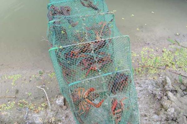 小龙虾养殖环境