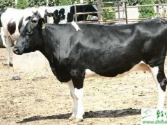 养殖奶牛风湿病的防治