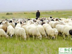 养殖肉羊生长缓慢怎么办