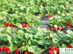 种草莓之大果四季草莓如何丰产高效栽培