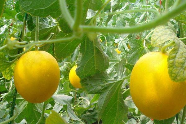 黄河蜜瓜怎么种 黄河蜜瓜种植技术与注意事项