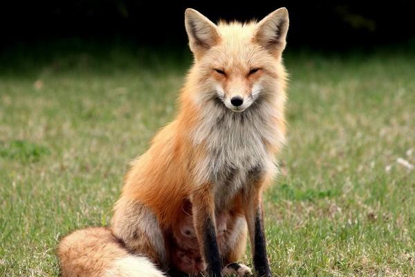 狐狸市场价格多少钱一只 狐狸有灵性吗
