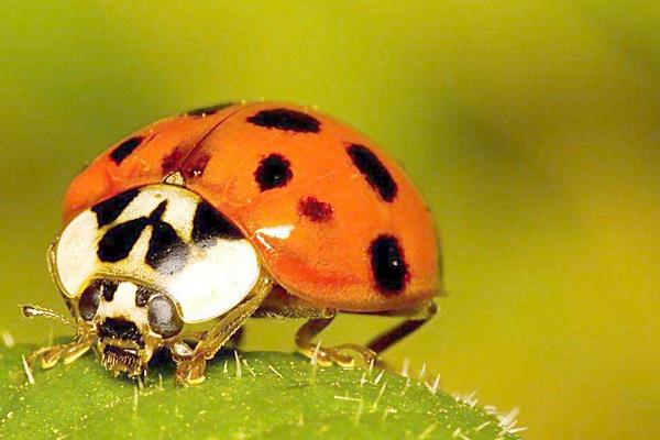 十大有益昆虫介绍 节肢动物和昆虫的区别是什么