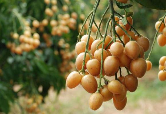 黄皮果市场价格多少钱一斤 黄皮果的营养价值