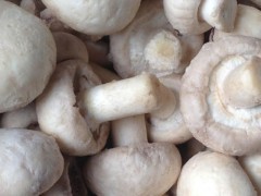 双孢菇市场价格多少钱一斤,双孢菇产地在哪里