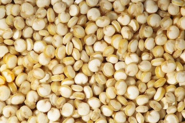 藜麦的种植效益怎么样 藜麦种植前景分析