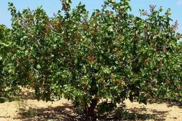 开心果树市场价格多少钱一棵 开心果树中国哪里有