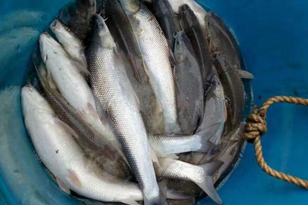 银鳕鱼功效与作用及禁忌 银鳕鱼的营养价值
