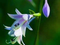 紫玉簪怎么种,紫玉簪种植技术与注意事项