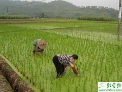 种水稻恶苗病的防治