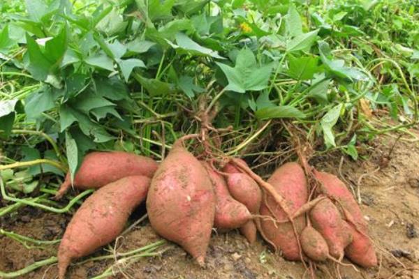 种红薯薯秧上架产量升