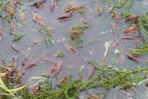 入冬后稻田养殖淡水小龙虾的五要点