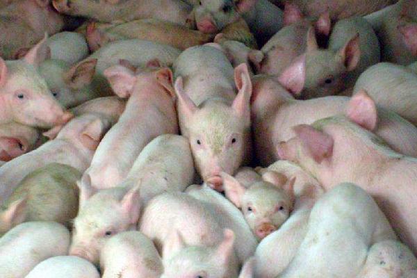 15公斤仔猪市场价格多少钱 养猪成本与利润