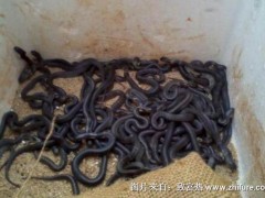 养蛇发酵床技术