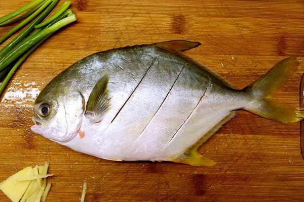 鲳鱼市场价格多少钱一斤 鲳鱼的选购