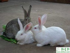 养殖肉兔提高肉兔受胎率的方法