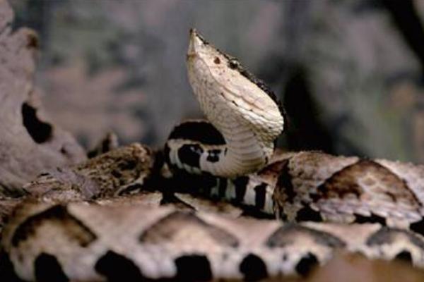 土公蛇市场价格多少钱一条 土公蛇的毒性有多大