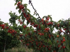 大樱桃树苗市场价格多少钱一棵,大樱桃种植技术