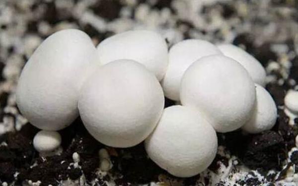 双孢菇市场价格多少钱一斤 双孢菇产地在哪里 双孢菇什么时候上市