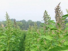 藜麦的种植效益怎么样,藜麦种植前景分析