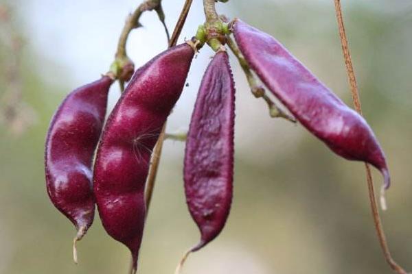 红扁豆的功效与作用及禁忌