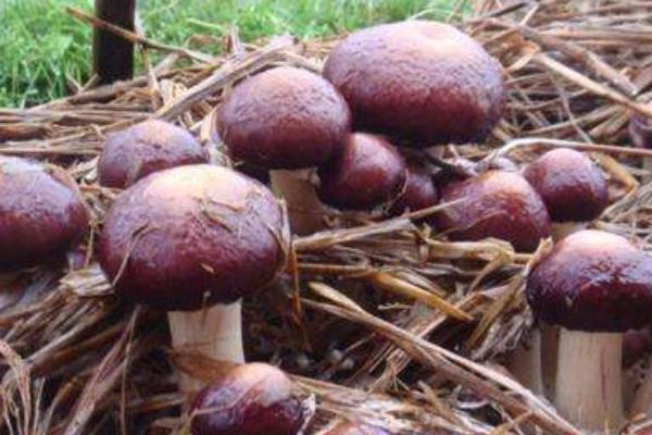 种大球盖菇前景如何 种大球盖菇效益好吗
